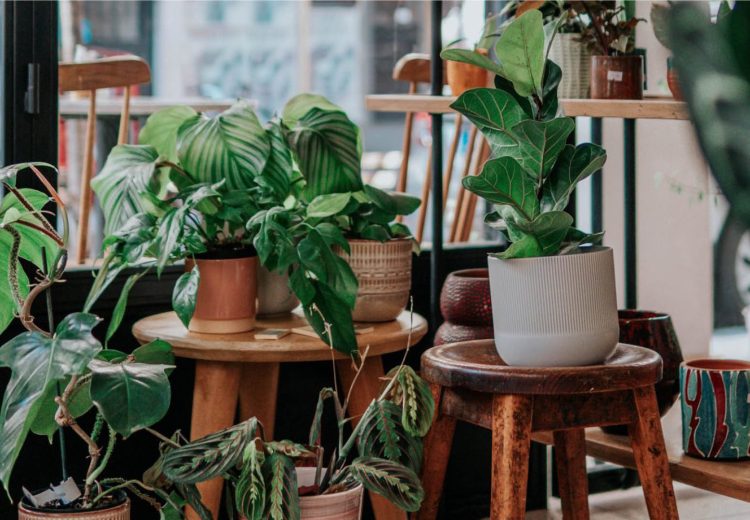 luchtzuiverende planten